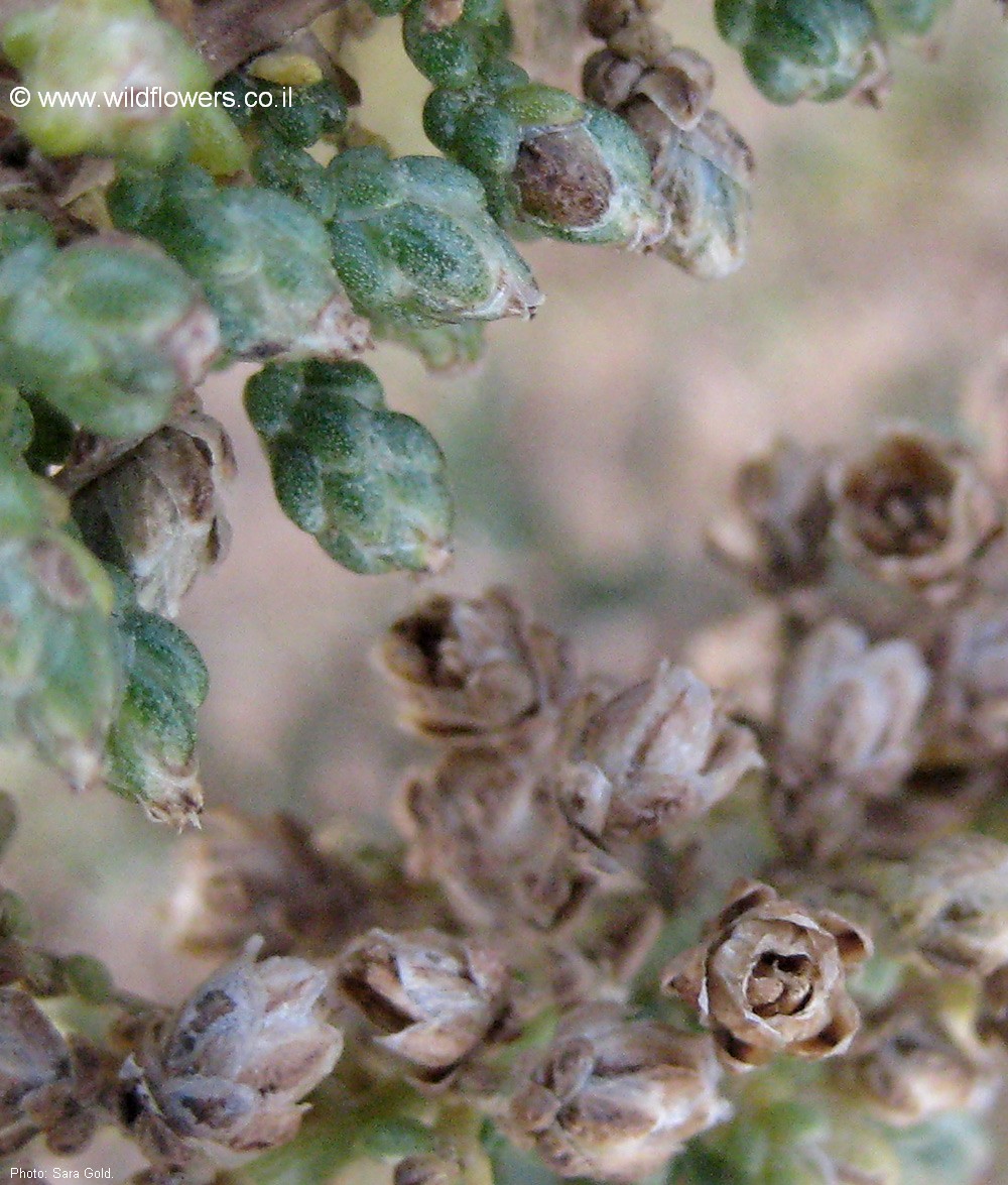 Artemisia monosperma